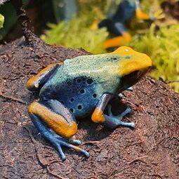 csm_dendrobates_tinctorius_tumucumaque_97fac6615f.jpg