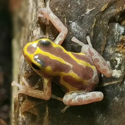 csm_dendrobates_ventrimaculatus_albino_1_33817d83c4.jpg