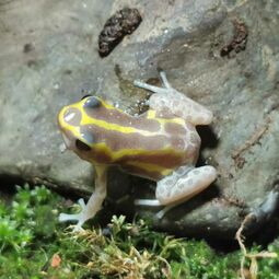 csm_dendrobates_ventrimaculatus_albino_2_480d8f3090.jpg