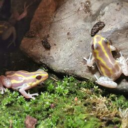 csm_dendrobates_ventrimaculatus_albino_3_b42fb46e53.jpg