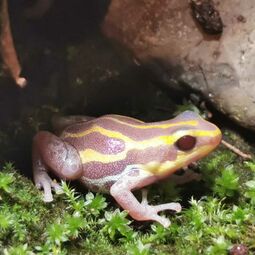 csm_dendrobates_ventrimaculatus_albino_4_7fdb81721e.jpg