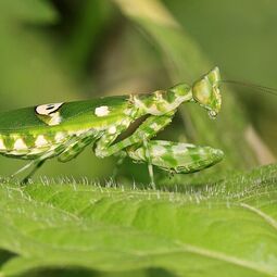 csm_flower_mantis_creobroter_gemmatus-gbohne_22b70836d0.jpg