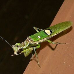 csm_flower_mantis_creobroter_gemmatus_d44448ca3c.jpg