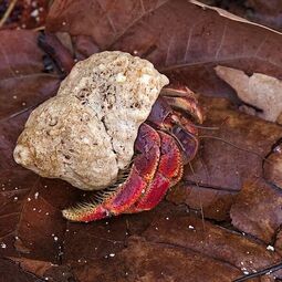 csm_hermite_crab_dry_tortugas_0d8ef616b2.jpg