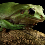 csm_korallenfinger__litoria_caerulea_00decd757d.png