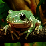 csm_korallenfinger__litoria_caerulea_snowflake_4046e8d4c3.png