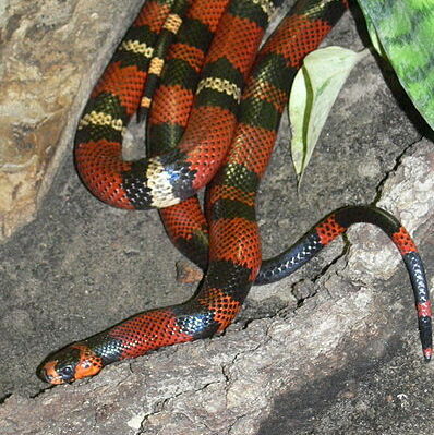 csm_lampropeltis_triangulum_hondurensis_79ad1e79f7.jpg