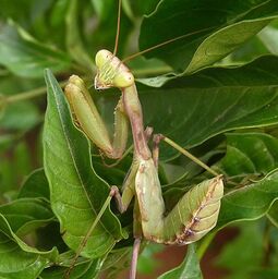 csm_mantidae._sphodromantis_viridis_nymph_-_flickr_-_gailhampshire_ed159f3d56.jpg