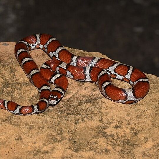 csm_milk_snake_-_51425309496_8f2dfcced3.jpg