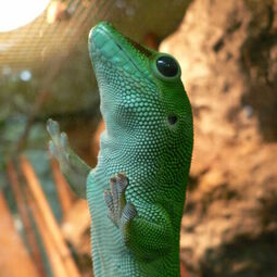 csm_phelsuma-grandis-grosser-madagaskar-taggecko2_033ef959c7.jpg