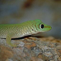 csm_phelsuma_kochi3_884130bb28.jpg