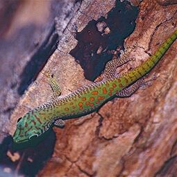 csm_phelsuma_kochi4_a060f1c708.jpg