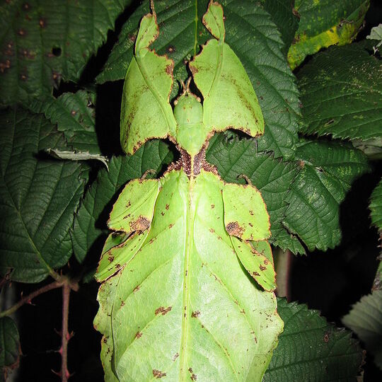 csm_phyllium_giganteum_2_c79557c8b7.jpg