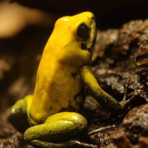 Phyllobates bicolor - MEGAZOO - Für Tiere das Größte