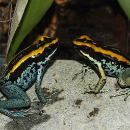 csm_phyllobates_vittatus_1_22dbd69c7c.jpg