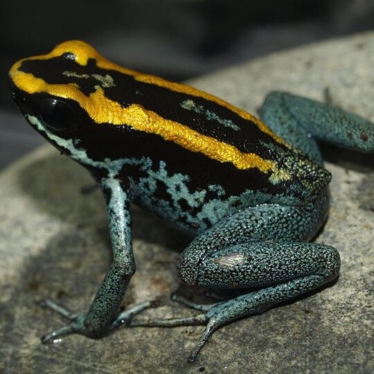 csm_phyllobates_vittatus_2_827afdb6ab.jpg