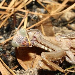 csm_sphodromantis-lineola-fangschrecke_holger_krisp_cf27041d33.jpg