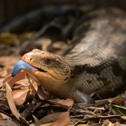 csm_tiliqua_scincoides-blue-tongue-skink_2_257aaaaf6b.jpg