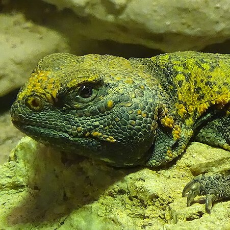 csm_uromastyx_nigriventris_3dd2ef0e73.jpg