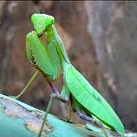 gottesanbeterin__sphodromantis_lineola_.png