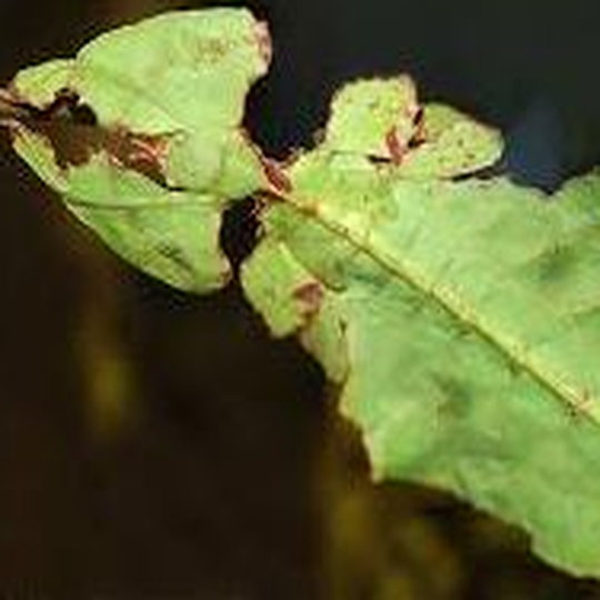 grosses_wandelndes_blatt__phyllium_giganteum_.png