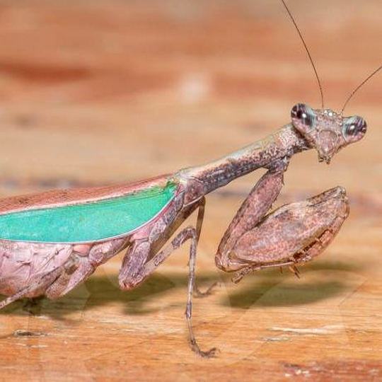 japan.boxermantis__acromantis_japonica_.png