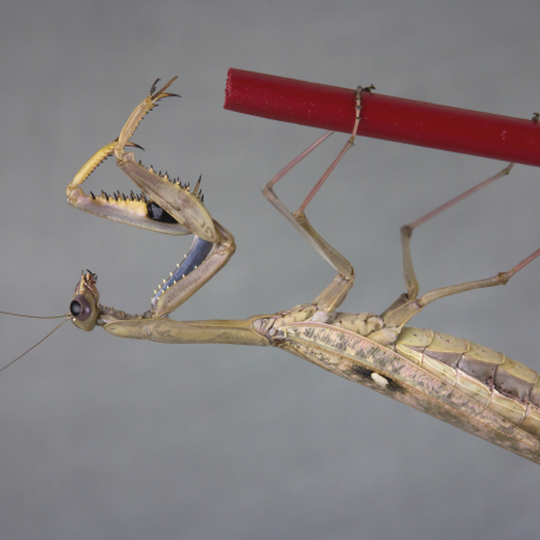 marmor.madagaskarmantis__polyspilota_aeruginosa_.png