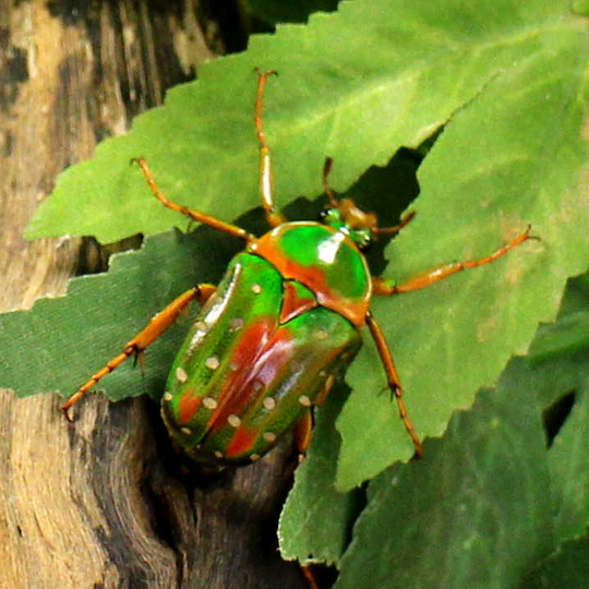 rosenkaefer__stephanorrhina_guttata_aschantica_.png