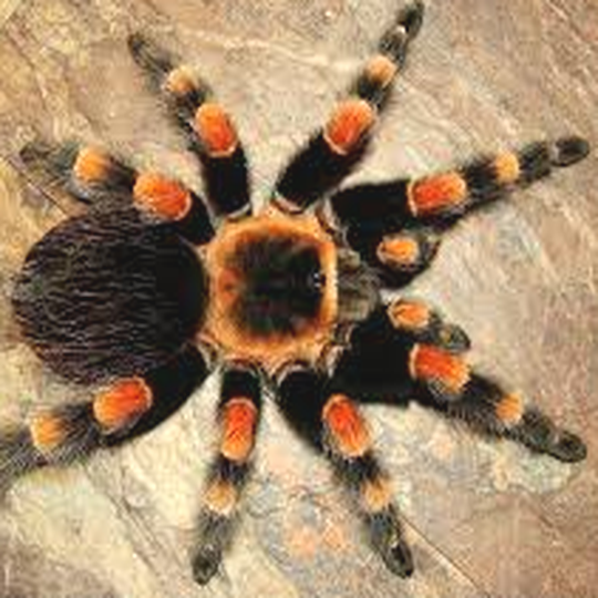 rotknie_vogelspinne__brachypelma_smithi_.png