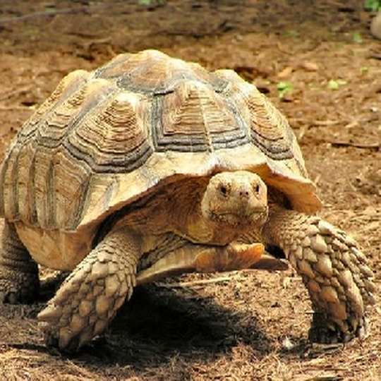 spornschildkroete__geochelone_sulcata_.png