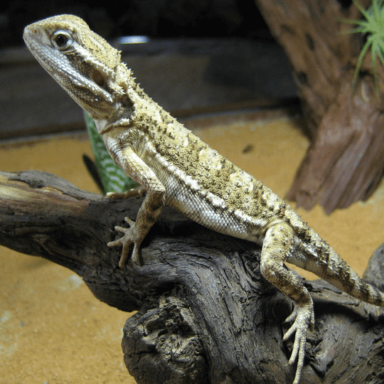 zwergbartagame_pogona_henrylawsoni1.png