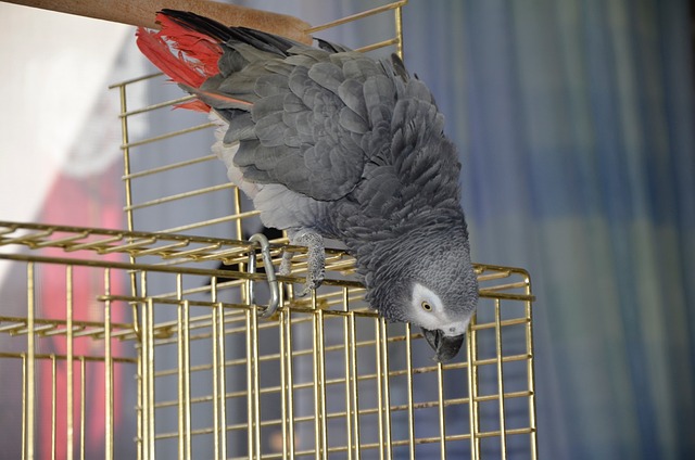 parrot-4813194_640.jpg