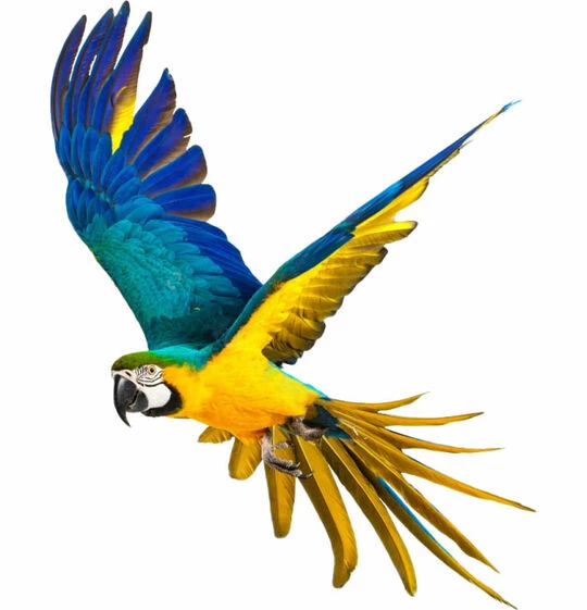 csm_parrot_flying2_c1c8ea421d.webp